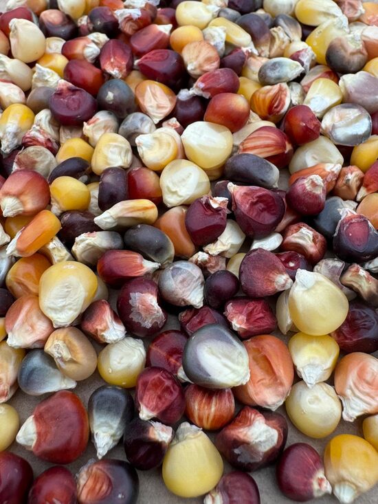 Krāsainā kukurūza